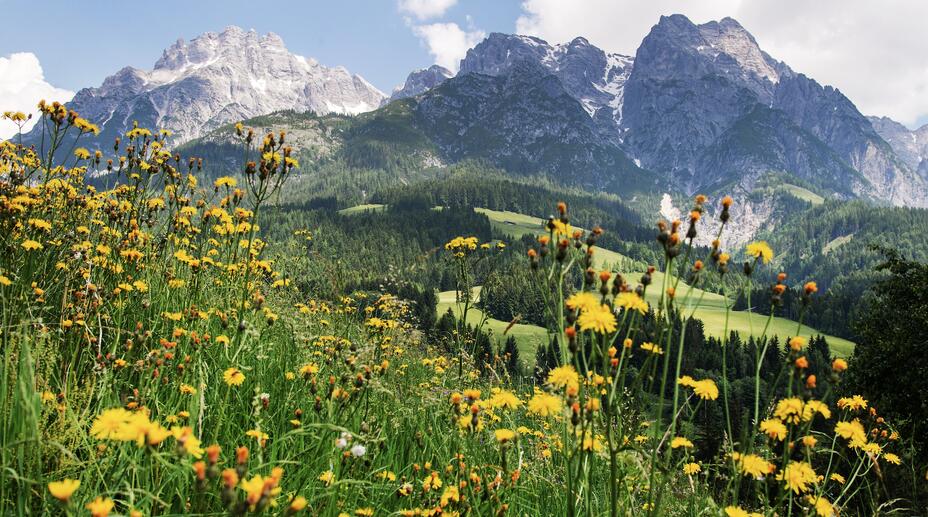 flower meadow in the hiking holiday Leogang