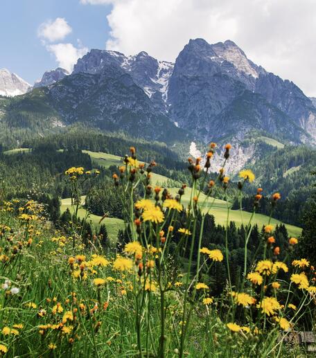 Blumenwiese im Wanderurlaub Leogang