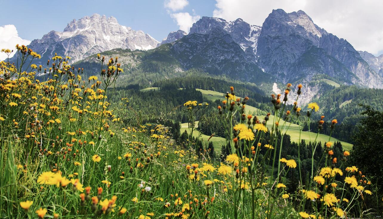 flower meadow in the hiking holiday Leogang